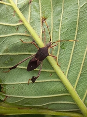 Leptoglossus concolor