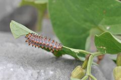 Zerynthia polyxena
