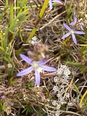 Wahlenbergia subulata