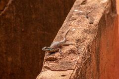 Tropidurus torquatus