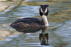 Podiceps cristatus