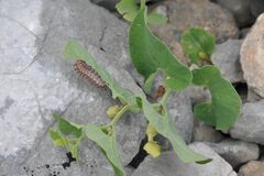 Zerynthia polyxena