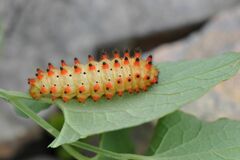 Zerynthia polyxena