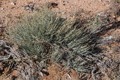 Hermbstaedtia glauca