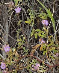 Phacelia vallis-mortae