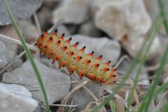 Zerynthia polyxena