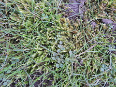 Brachythecium albicans