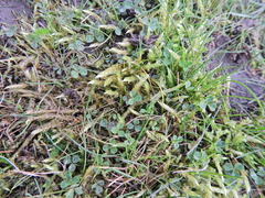 Brachythecium albicans