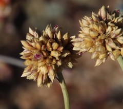 Hermbstaedtia glauca