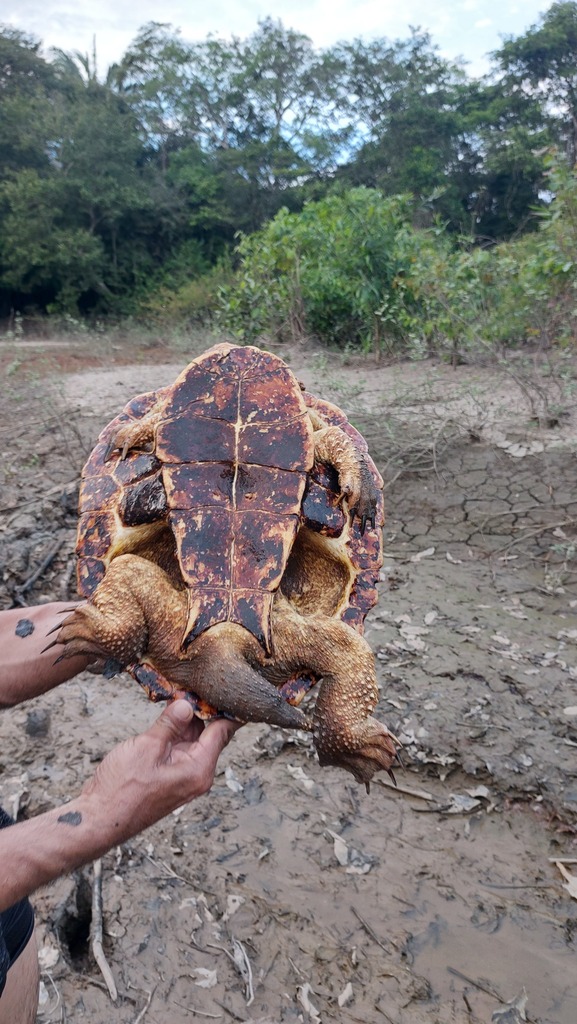 Orinoco Mata Mata from Villanueva, Casanare, Colombia on December 04 ...