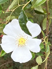 Rosa laevigata