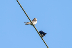 Hirundo smithii