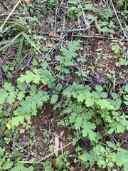 Phacelia congesta