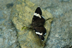 Trichodezia albovittata