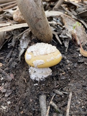 Amanita toxica