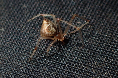 Cryptachaea meraukensis