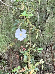 Rosa laevigata