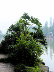 Thaumatophyllum bipinnatifidum