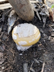 Amanita toxica