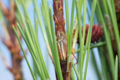 Anoxia australis