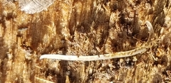 Enchytraeidae