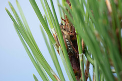 Anoxia australis