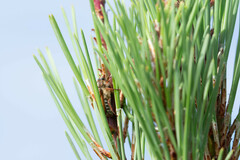 Anoxia australis
