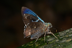 Astraptes janeira