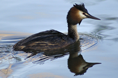 Podiceps cristatus