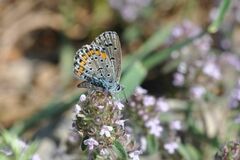 Pseudophilotes bavius