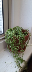 Curio rowleyanus