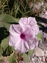Ipomoea carnea fistulosa