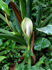 Thaumatophyllum bipinnatifidum