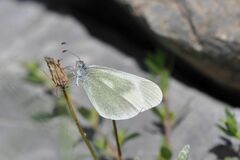 Leptidea duponcheli