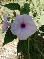 Ipomoea carnea fistulosa