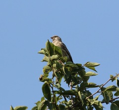 Crithagra atrogularis