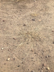 Bouteloua barbata