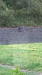 Leucosarcia melanoleuca