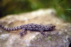 Mediodactylus kotschyi