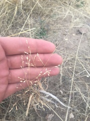 Panicum hallii