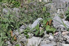 Zerynthia polyxena