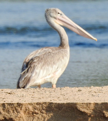 Pelecanus rufescens