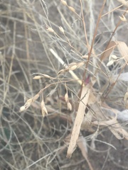 Panicum hallii