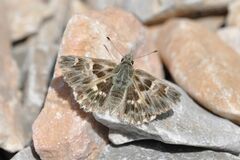 Muschampia orientalis