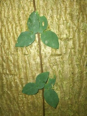 Dolichandra unguis-cati