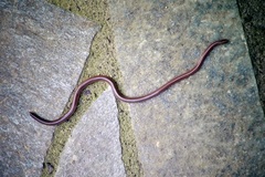 Xerotyphlops vermicularis