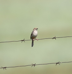 Cisticola