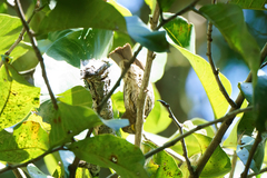 Amblyospiza albifrons