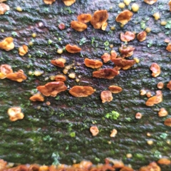Stereum hirsutum