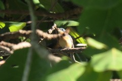 Myiagra vanikorensis